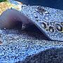 saltwater fish stocking in 100 gallons tank - Medusa; Marble motoro stingray 1 year old