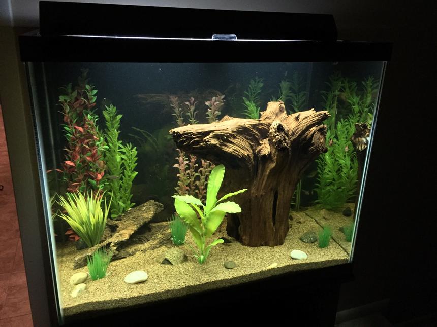 Rated #14: 56 Gallons Freshwater Fish Tank - 56 gallon freshwater.