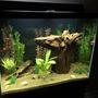 56 gallons freshwater fish tank (mostly fish and non-living decorations) - 56 gallon freshwater.