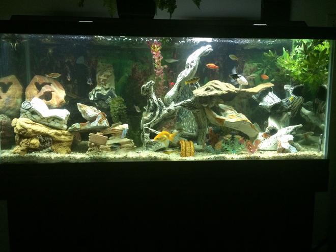75 gallons freshwater fish tank (mostly fish and non-living decorations) - Set-up # 2