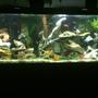 75 gallons freshwater fish tank (mostly fish and non-living decorations) - Set-up # 2