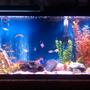 48 gallons freshwater fish tank (mostly fish and non-living decorations) - My first tank...started from scratch 2 weeks ago...