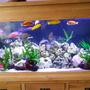 80 gallons freshwater fish tank (mostly fish and non-living decorations) - Malawi tank
