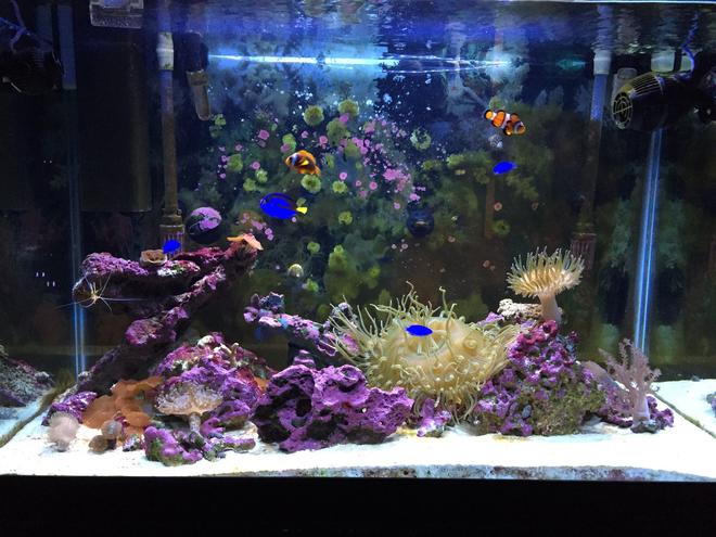 65 gallons reef tank (mostly live coral and fish) - My 1 year old 65 gallon
