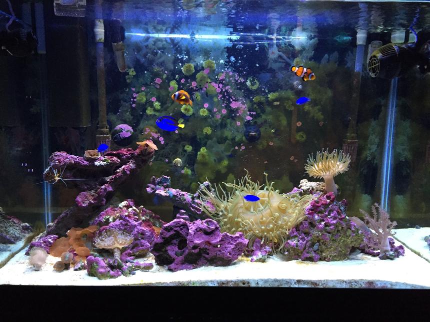 Rated #25: 65 Gallons Reef Tank - My 1 year old 65 gallon