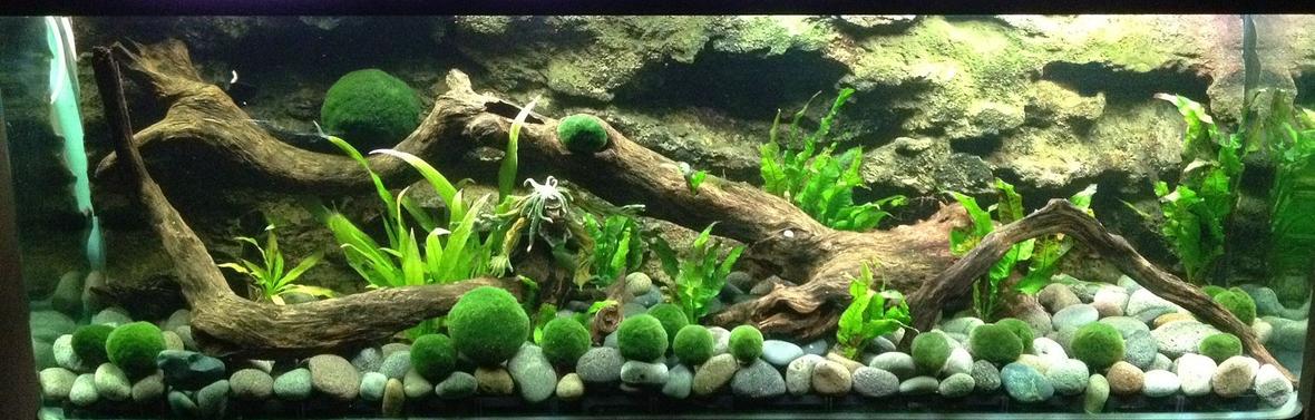 planted tank (mostly live plants and fish) - Monster Marimo Tank