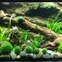 planted tank (mostly live plants and fish) - Monster Marimo Tank