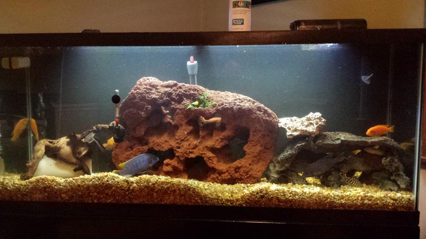 Rated #46: 50 Gallons Freshwater Fish Tank - 55 gallon with new lava rock