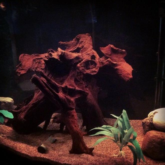 46 gallons freshwater fish tank (mostly fish and non-living decorations) - Big piece of driftwood the Tapajos
love the tannin