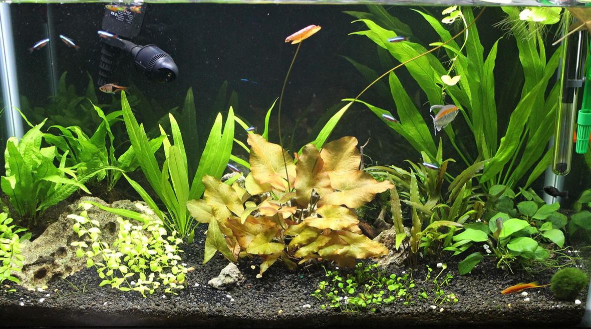 29 gallons planted tank (mostly live plants and fish) - 29 gallon - non CO2 - amazon sword - micro sword - lilies - anubias - crypts - java fern - australis bacopa - moss - cardinal tetras - congo tetra - dwarf pleco - otto - assassin snails - lyretails - swords -