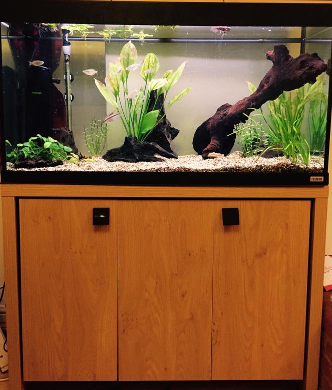 50 gallons freshwater fish tank (mostly fish and non-living decorations) - Fluval Roma 200