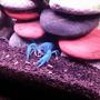 fish tank picture - Electric Blue Crayfish