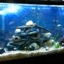 fish tank picture - 60 gal African cichlid