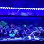 400 gallons reef tank (mostly live coral and fish) - my reef tank