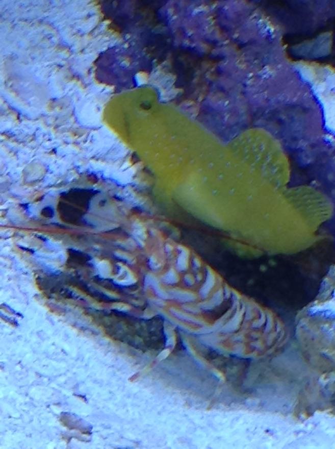 saltwater fish stocking in 29 gallons tank - Best Buds