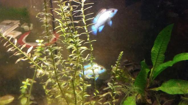 freshwater fish stocking in 55 gallons tank - my two smaller electric blue acaras