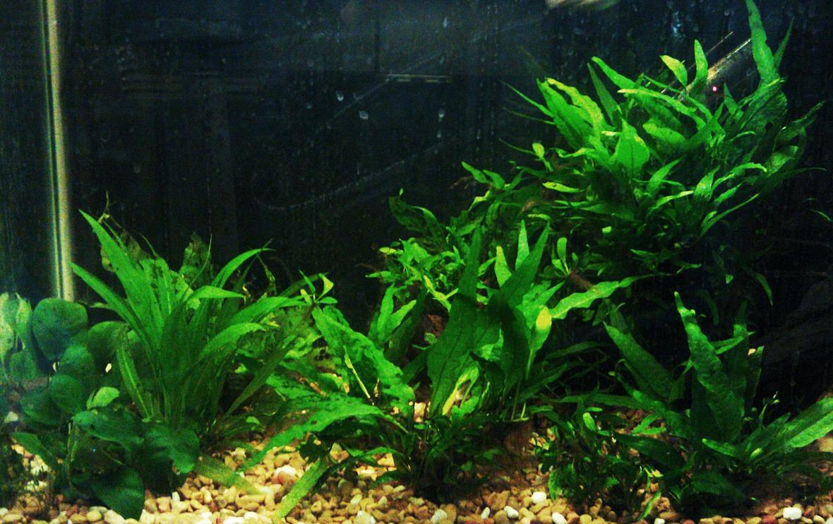 20 gallons planted tank (mostly live plants and fish) - Java tank