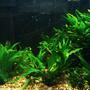 20 gallons planted tank (mostly live plants and fish) - Java tank