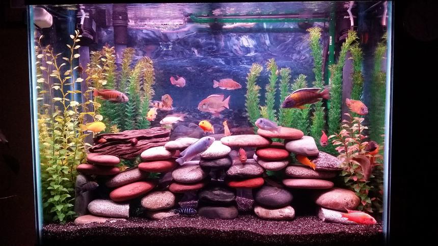 Rated #24: 37 Gallons Freshwater Fish Tank - 37 gallon mixed cichlid tank