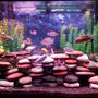 37 gallons freshwater fish tank (mostly fish and non-living decorations) - 37 gallon mixed cichlid tank