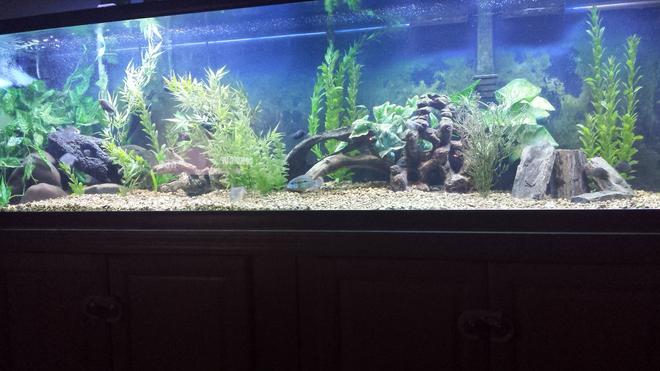 75 gallons freshwater fish tank (mostly fish and non-living decorations) - 125 gallon south american