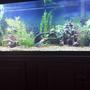 75 gallons freshwater fish tank (mostly fish and non-living decorations) - 125 gallon south american