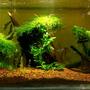 40 gallons planted tank (mostly live plants and fish) - World of Greeen
