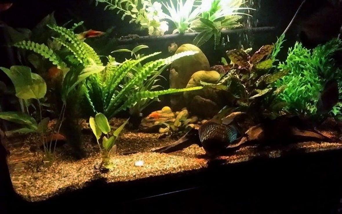 100 gallons freshwater fish tank (mostly fish and non-living decorations) - Discus tank, Amazon night light