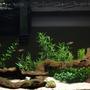 fish tank picture - 29 gallon freshwater