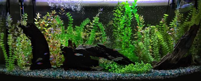 72 gallons freshwater fish tank (mostly fish and non-living decorations) - 72 bow front
