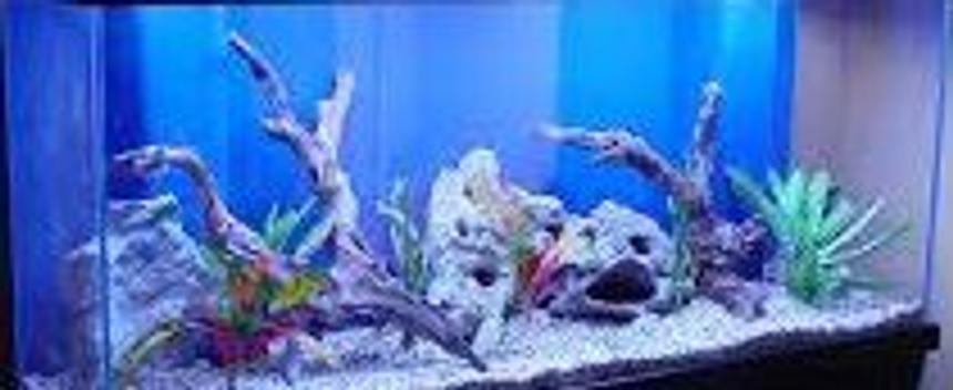 Rated #77: 10 Gallons Freshwater Fish Tank - My freshwater tank is a testing tank and i am testing it now. Its not a freshwater anymore. Testing in IE, OK. Chrome testing done, Safari testing,done and lastly in FF, done.