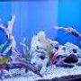 10 gallons freshwater fish tank (mostly fish and non-living decorations) - My freshwater tank is a testing tank and i am testing it now. Its not a freshwater anymore. Testing in IE, OK. Chrome testing done, Safari testing,done and lastly in FF, done.