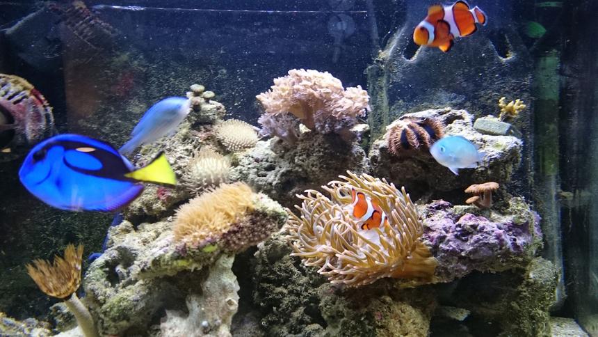 Rated #2: 11 Gallons Saltwater Fish Tank - fts