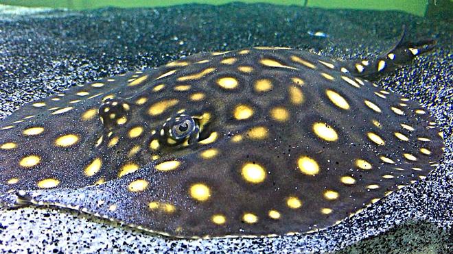 freshwater fish stocking in 100 gallons tank - Bobby Lupo; Black Diamond Motoro Hybrid