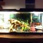 55 gallons freshwater fish tank (mostly fish and non-living decorations) - My 55 gallon South African/Central American cichlid tank plus 2 plecos and no live plants