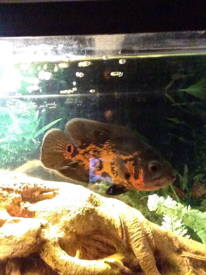 freshwater fish stocking in 55 gallons tank - My Oscar