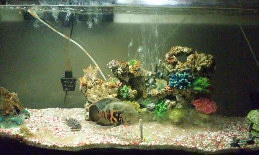 Rated #100: 95 Gallons Freshwater Fish Tank - Blacky and the convict out from hiding
