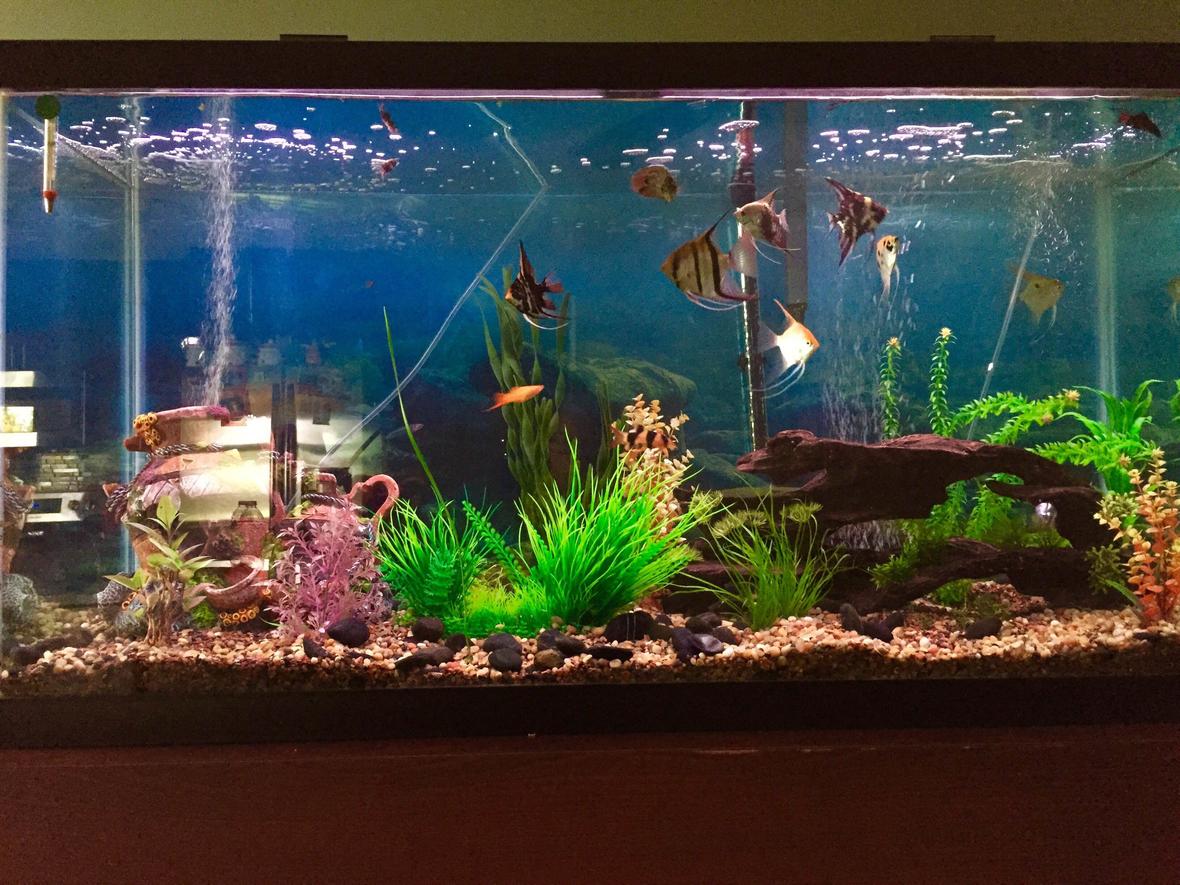100 gallons planted tank (mostly live plants and fish) - 100 gallon freshwater tank with 19 fish and multiple live plants
