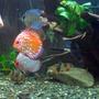 freshwater fish stocking in 220 gallons tank - a couple of my discus