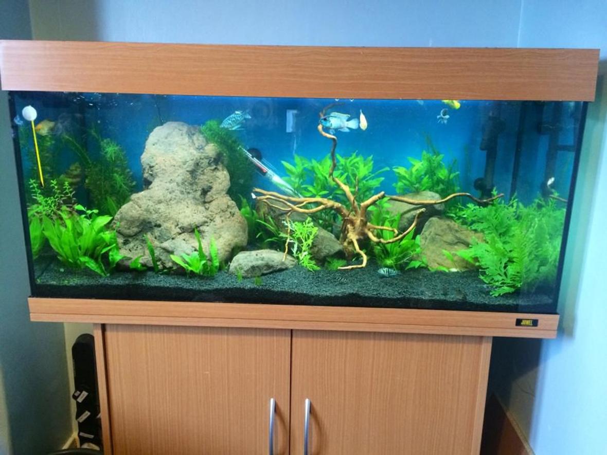 45 gallons planted tank (mostly live plants and fish) - tank with wood