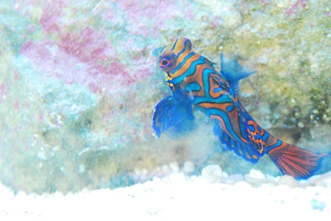 saltwater fish stocking in 90 gallons tank - green mandarin side eye