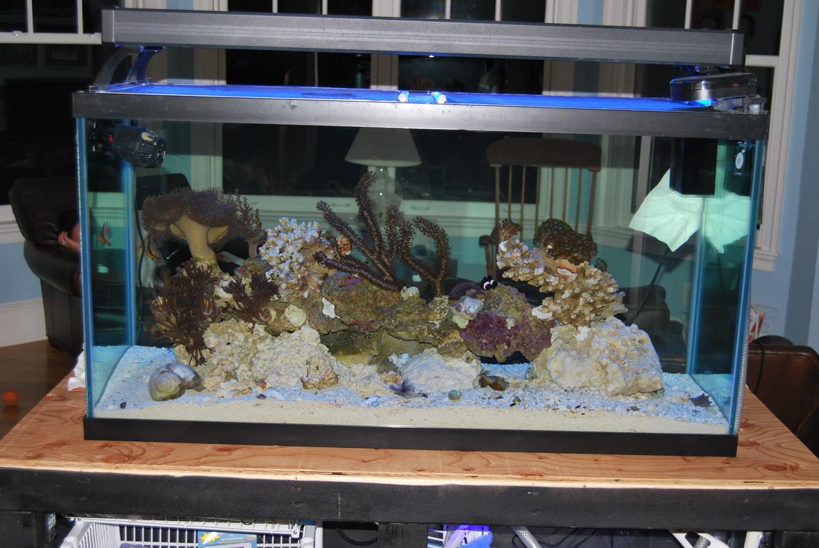 90 gallons saltwater fish tank (mostly fish, little/no live coral) - 90 gal display tank
