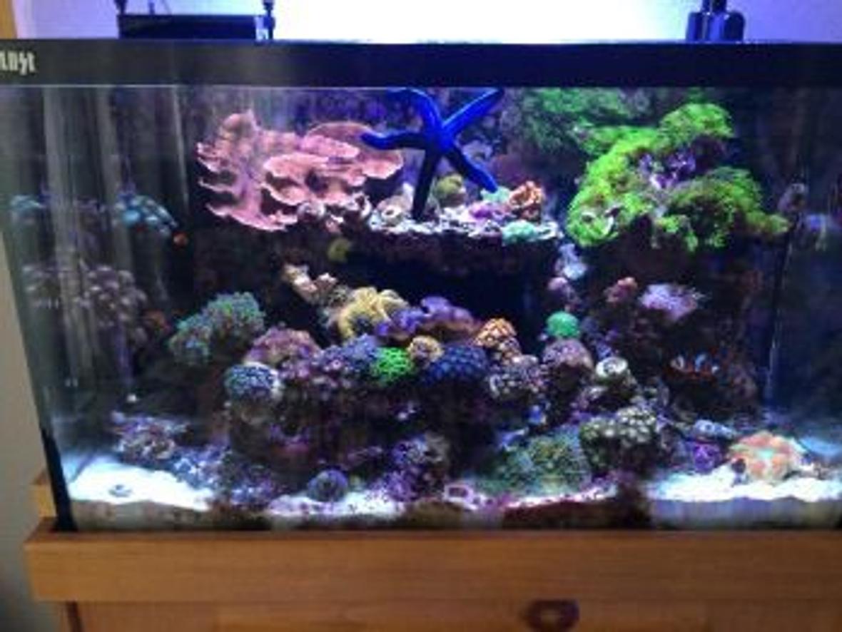 30 gallons reef tank (mostly live coral and fish) - This is a full tank shot of my 30 gallon reef tank