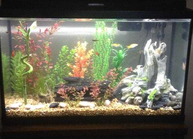 29 gallons freshwater fish tank (mostly fish and non-living decorations) - 29 gal community