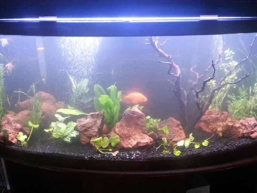 Rated #57: 75 Gallons Planted Tank - 75 gallon bow