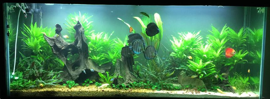 Rated #4: 150 Gallons Planted Tank - 150 gal