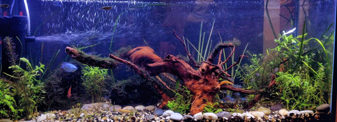 30 gallons planted tank (mostly live plants and fish) - Freshwater live tank