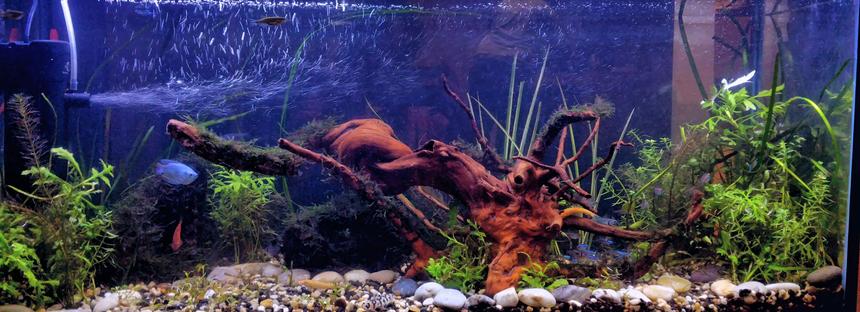 Rated #32: 30 Gallons Planted Tank - Freshwater live tank