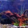 30 gallons planted tank (mostly live plants and fish) - Freshwater live tank