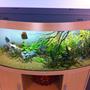 110 gallons planted tank (mostly live plants and fish) - My Juwel Vision 450